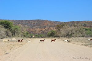 Is Namibia safe when animals cross the road in front of your vehicle?