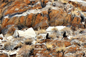 Baboons by the road in Windhoek, Namibia