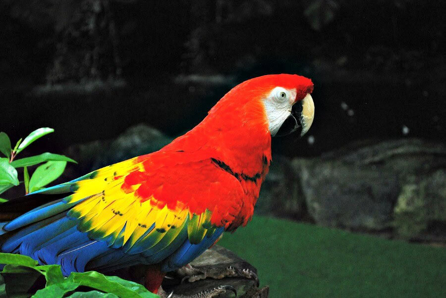 jurong park singapore