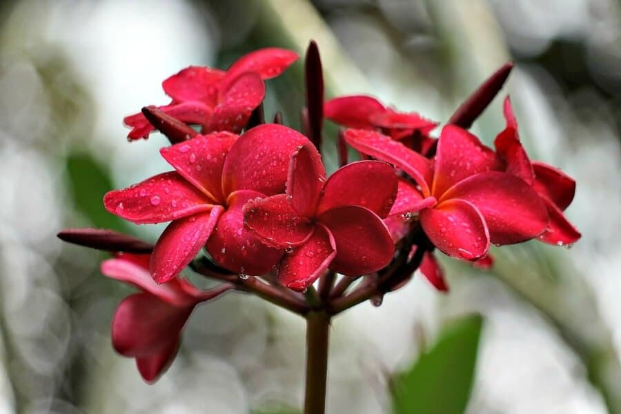 orchid-singapore-botanic-garden