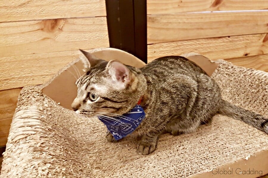 alternate things to do in singapore cat cafe