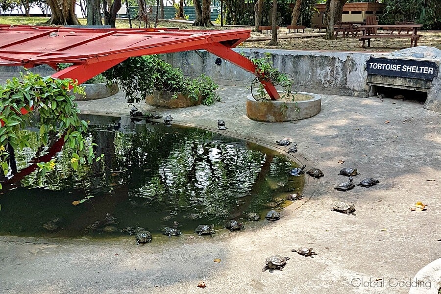 Group of tortoises basking in the sun near the pond at the Kusu Island tortoise sanctuary.