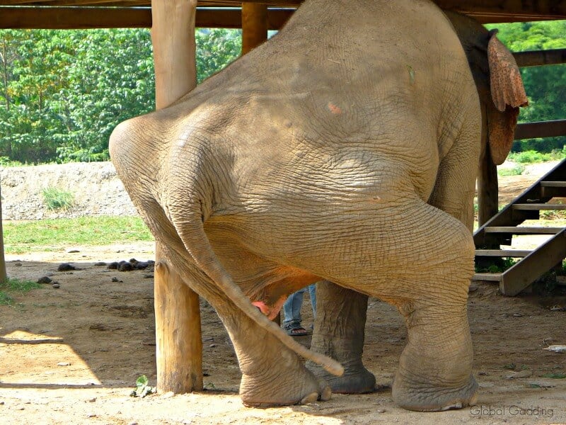 Ethical Elephant Encounters At Elephant Nature Park Thailand