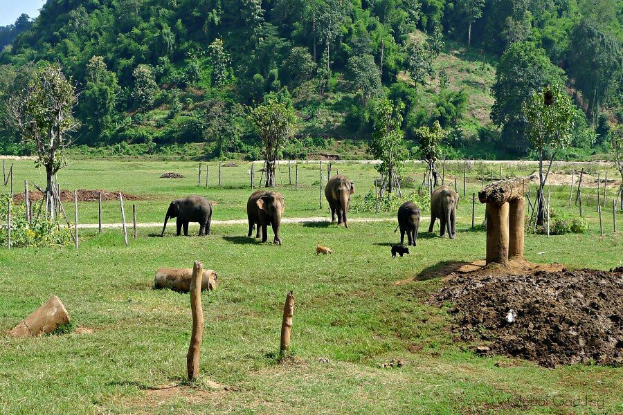 Ethical Elephant Encounter Thailand