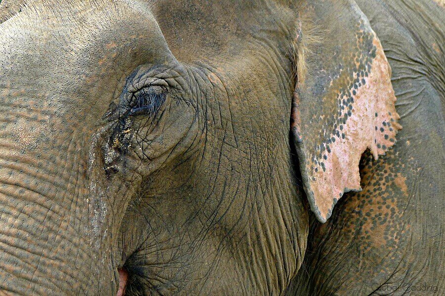 Ethical Elephant Encounters Chiang Mai
