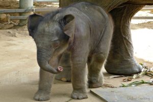 elephant nature park baby elephant