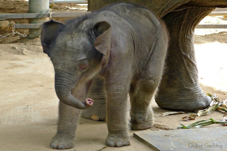 elephant nature park