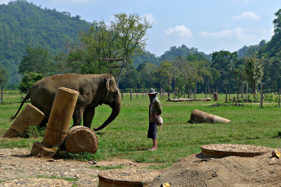 ethical elephant encounter chiang mai thailand