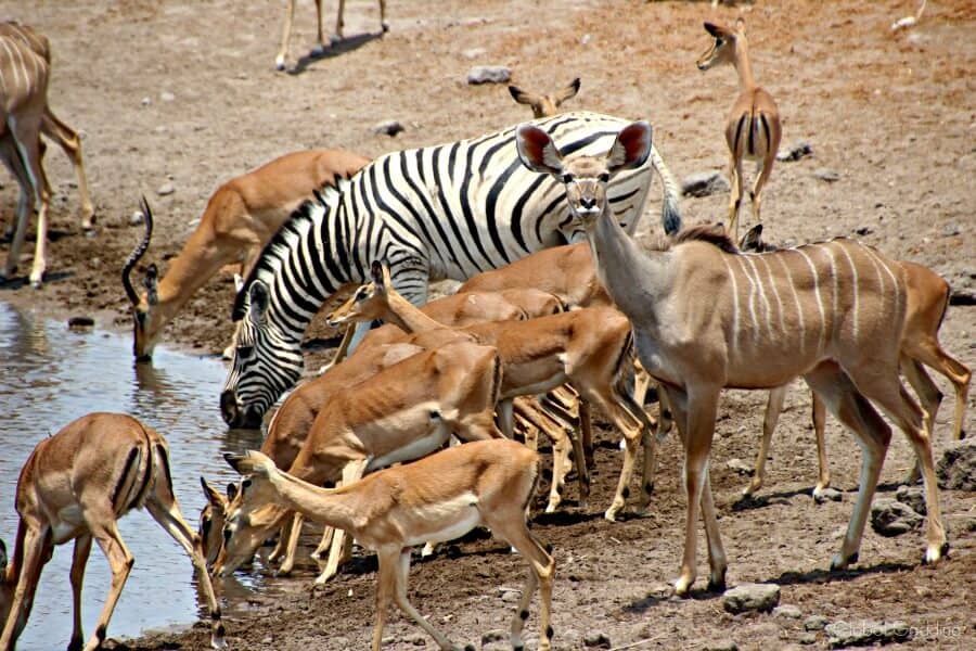 watching wildlife at a waterhole on a self drive Etosha safari.