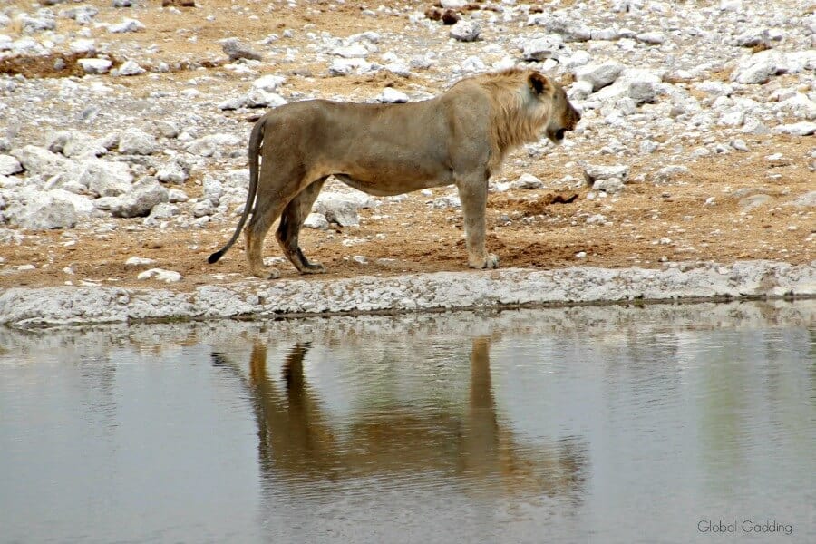 Lion standing at the edge of a waterhole in Etosha National Park