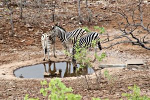 Where to stay in Etosha National Park if you want a waterhole for viewing.