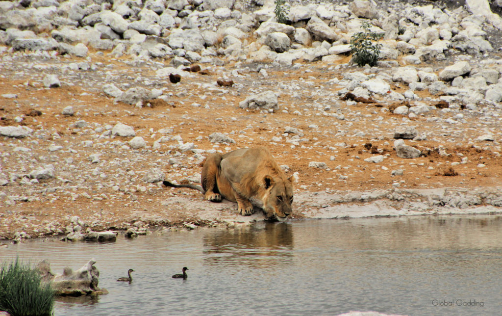 a lion drinks from a waterhole in Etosha National Park,one of the best places to visit in Namibia.