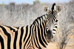 zebra in Etosha National Park, Namibia