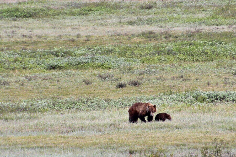 icefields-parkway-itinerary-grizzly-bear