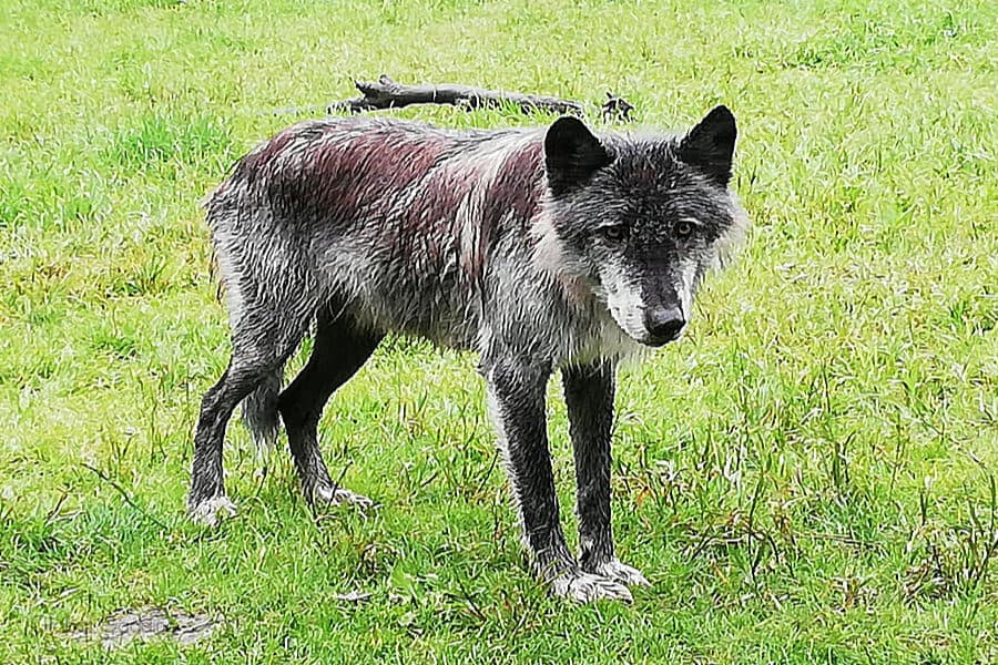 Yamnuska-Wolfdog-Sanctuary