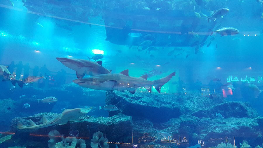 sharks in Dubai Aquarium