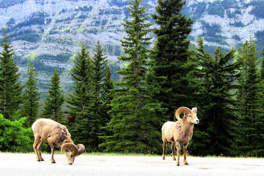 banff-itinerary-mountain-goat