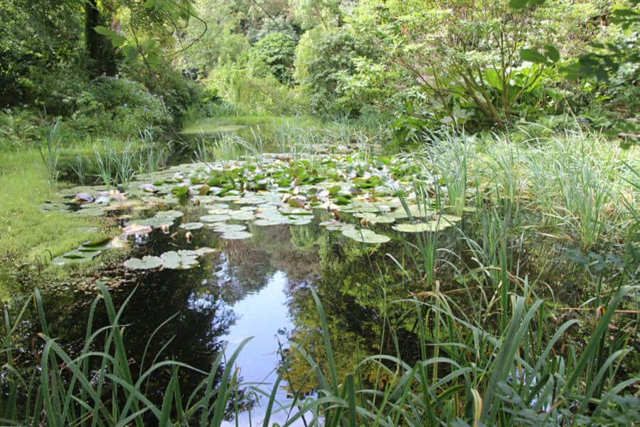 portmeirion-y-gwyllt