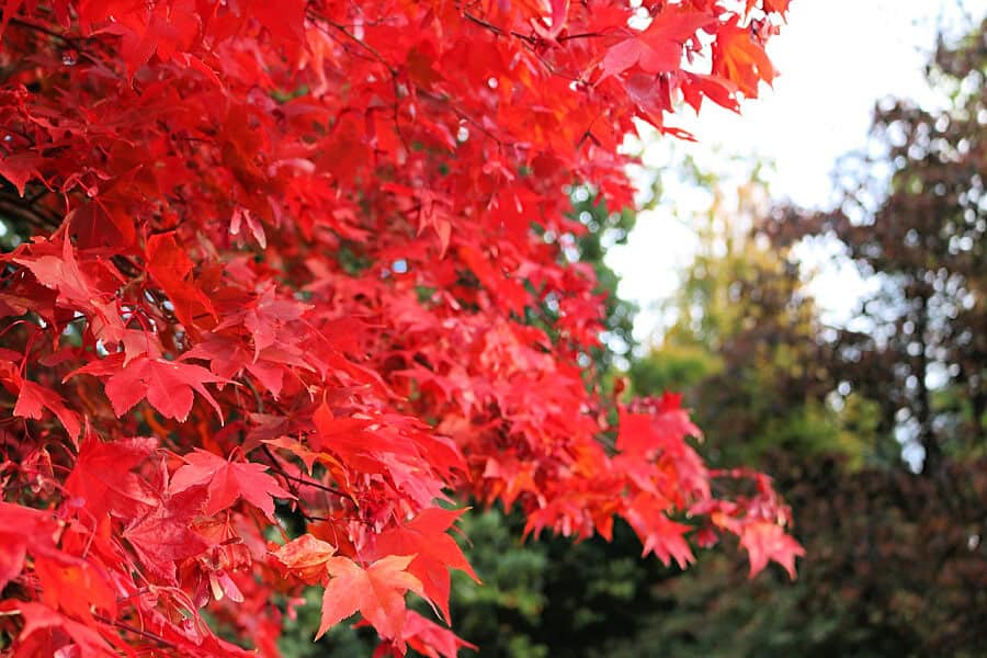 Tree in Wales with bright red autumn leaves