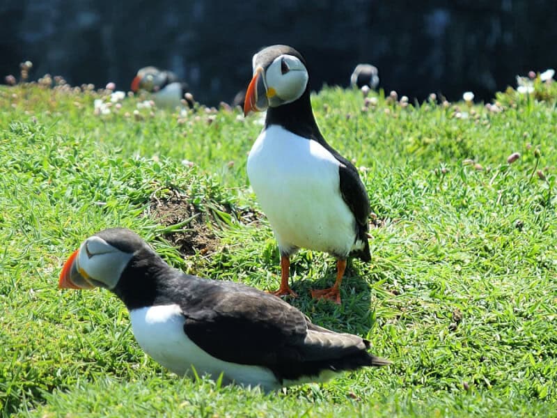 two puffins in Wales, UK