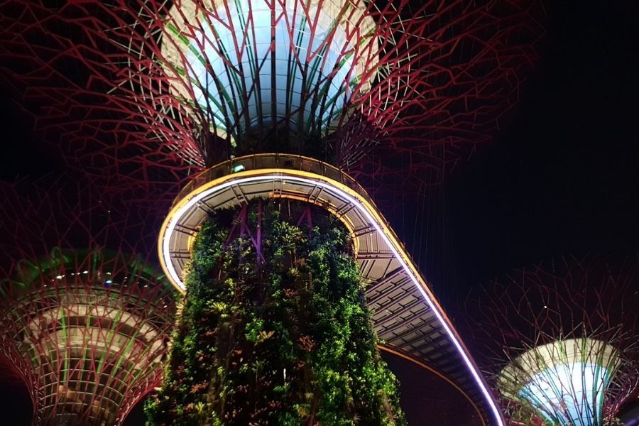 the illuminated Supertrees at nighttime,in Singapore's Gardens By The Bay