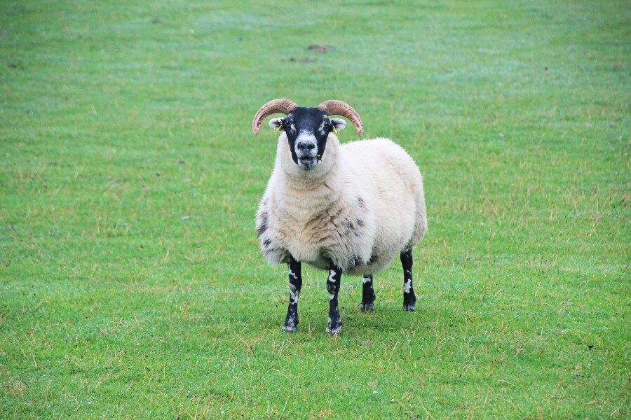 sheep in a field