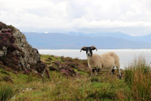 walk to the point of sleat past sheep