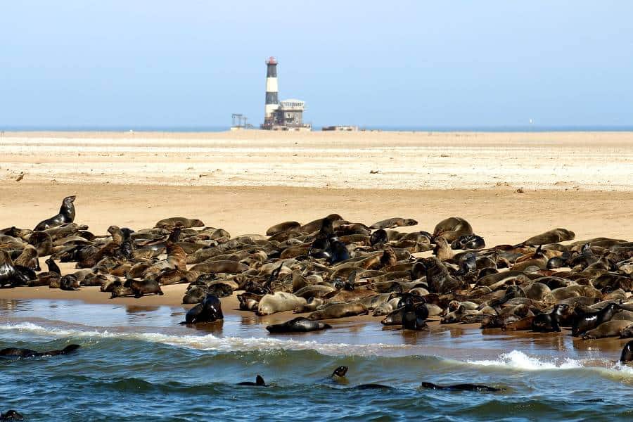 Cape fur seals resting on the beach at Pelican Point.