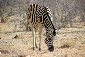 a zebra eating some shrub on the floor