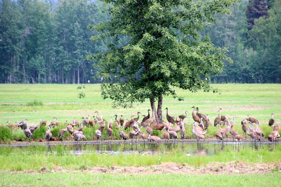 migratory birds in creamers field waterfowl refuge