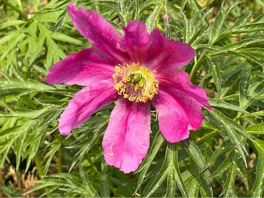 purple flower in Georgeson  Botanical Garden Fairbanks