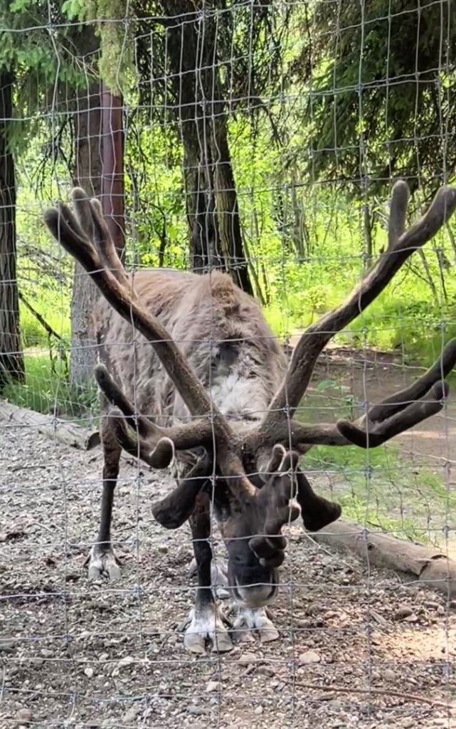 reindeer