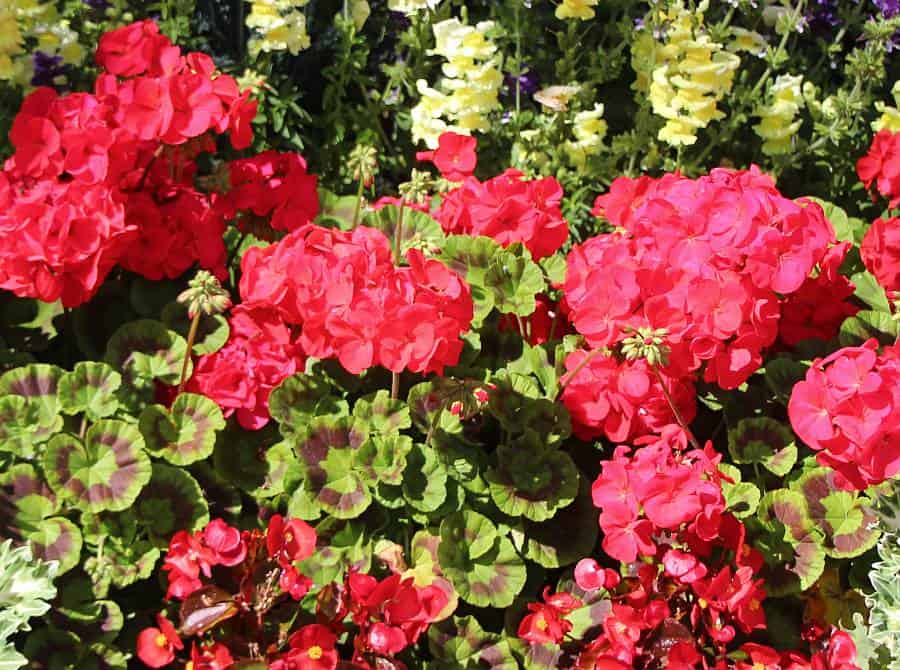 flowers