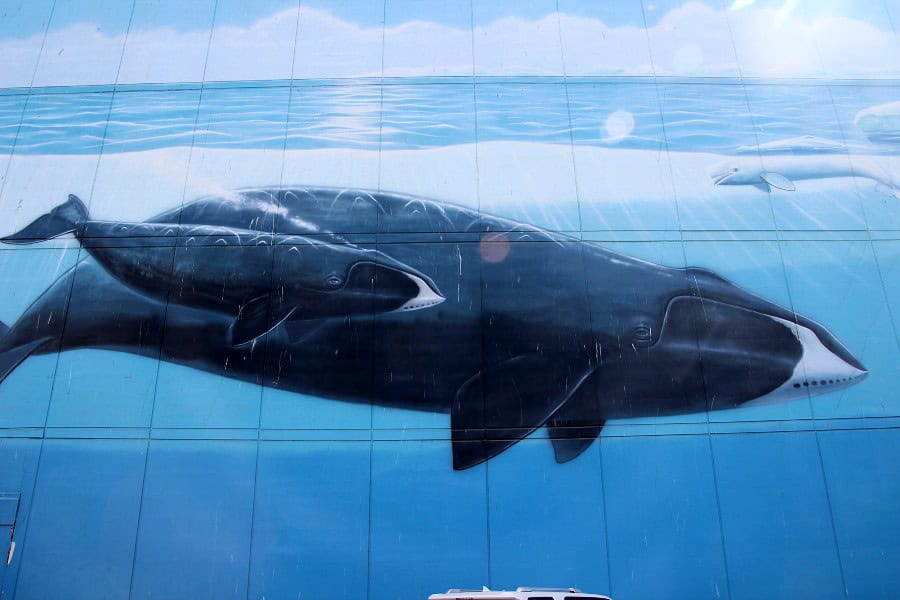 mural of a whale