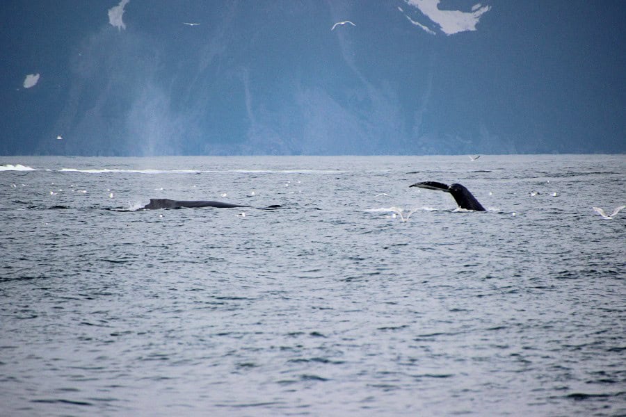whales in the sea