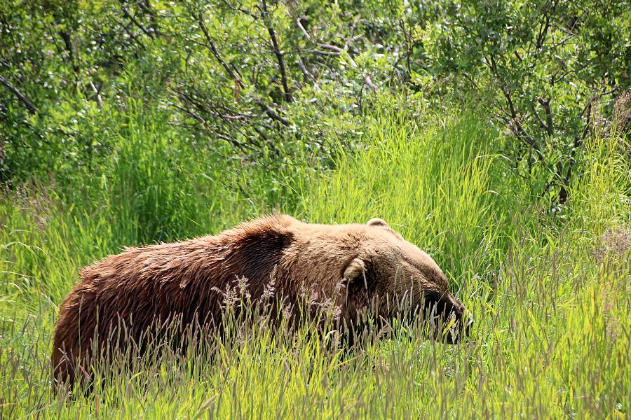 brown bear in grass in Alaska