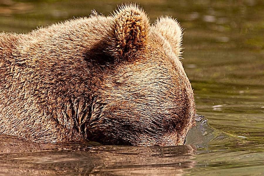 Alaska brown bear in river
