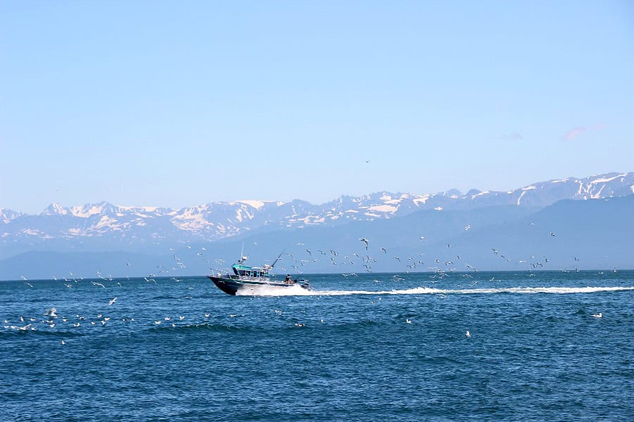 fising in the waters around Homer