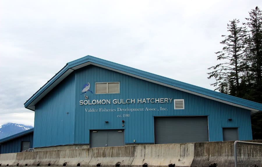 solomon gulch fishery is one of the fun things to do in Valdez Alaska