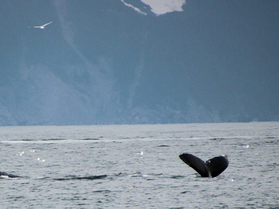 whale-watching-seward