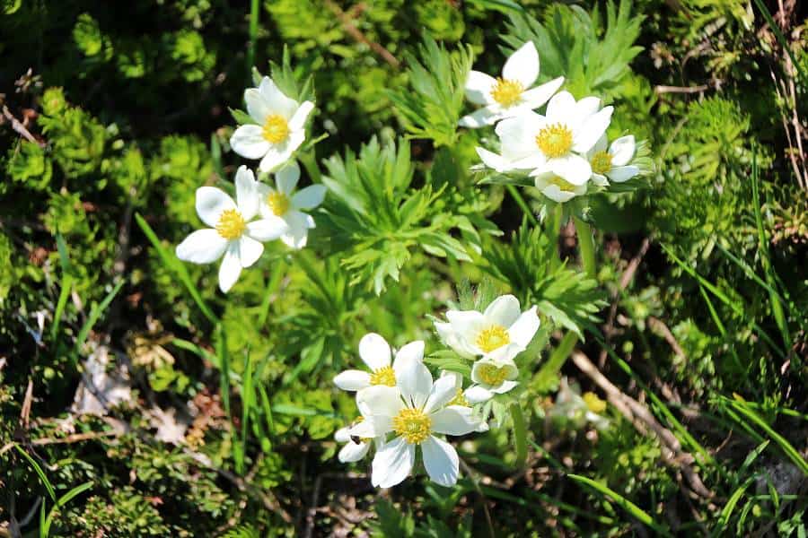 wildflowers