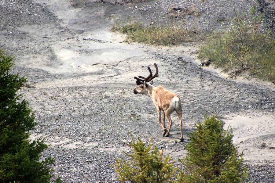 wildlife in Denali National Park