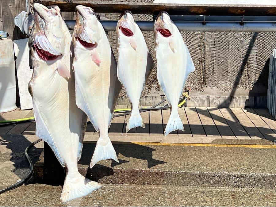 fish being weighed