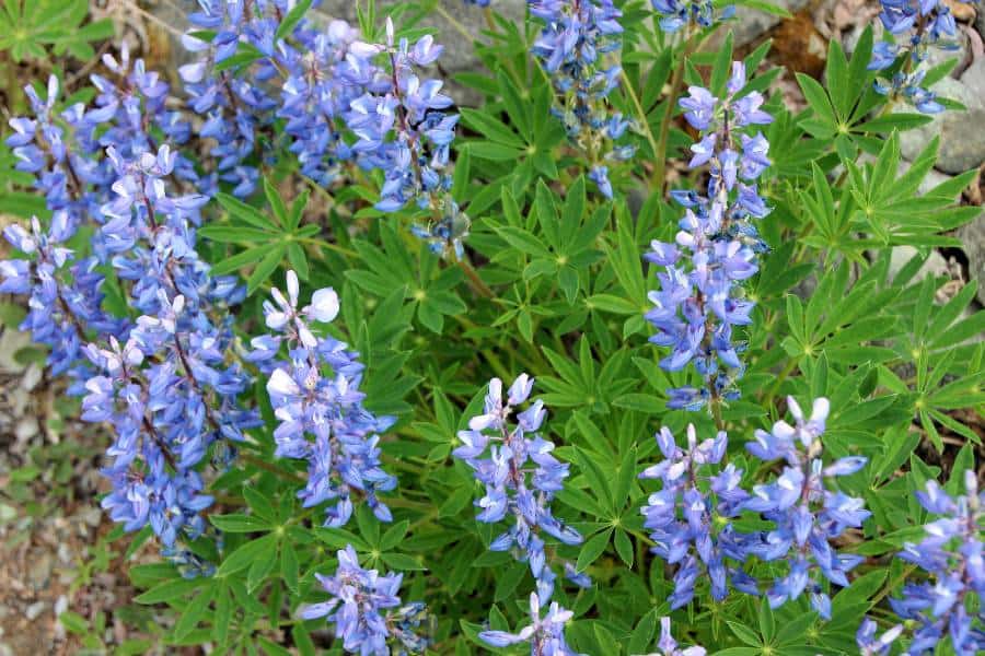 wildflowers