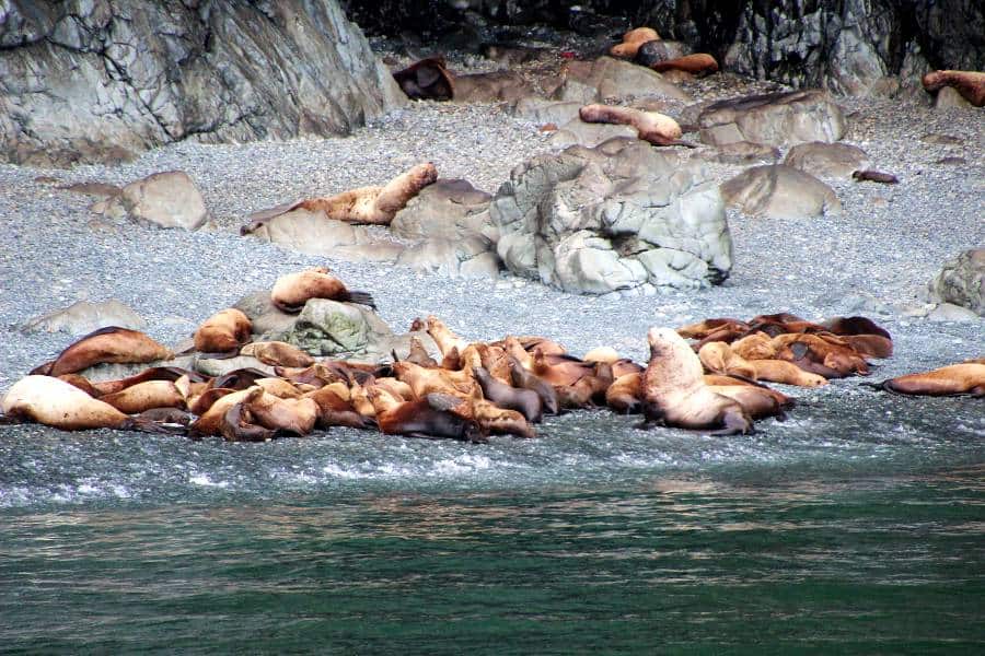wildlife cruise and seals