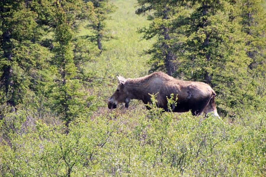 Denali wildlife spotting