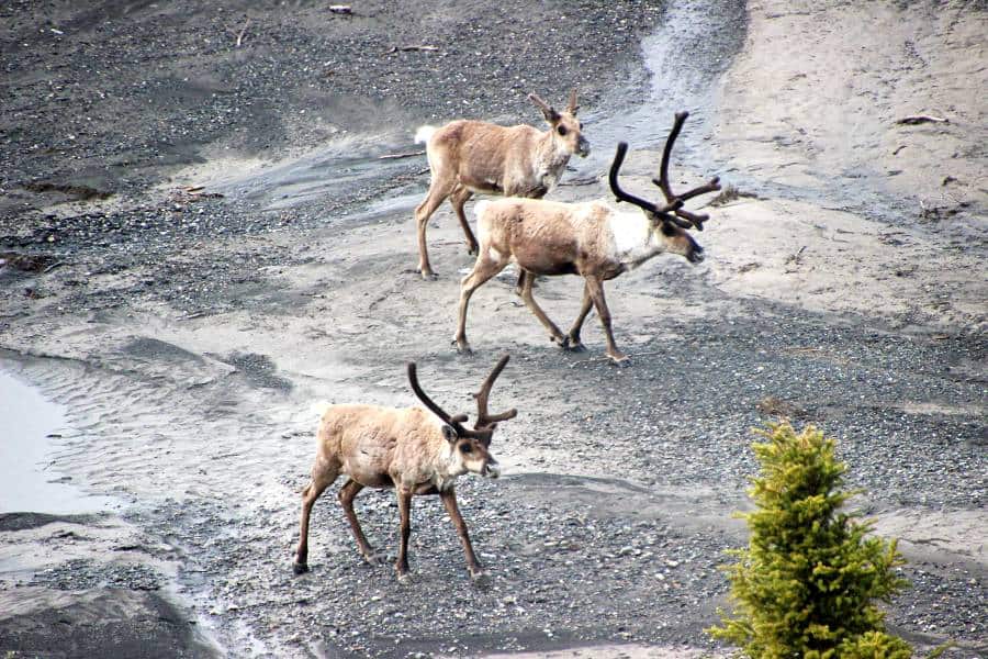 wildlife Denali park road
