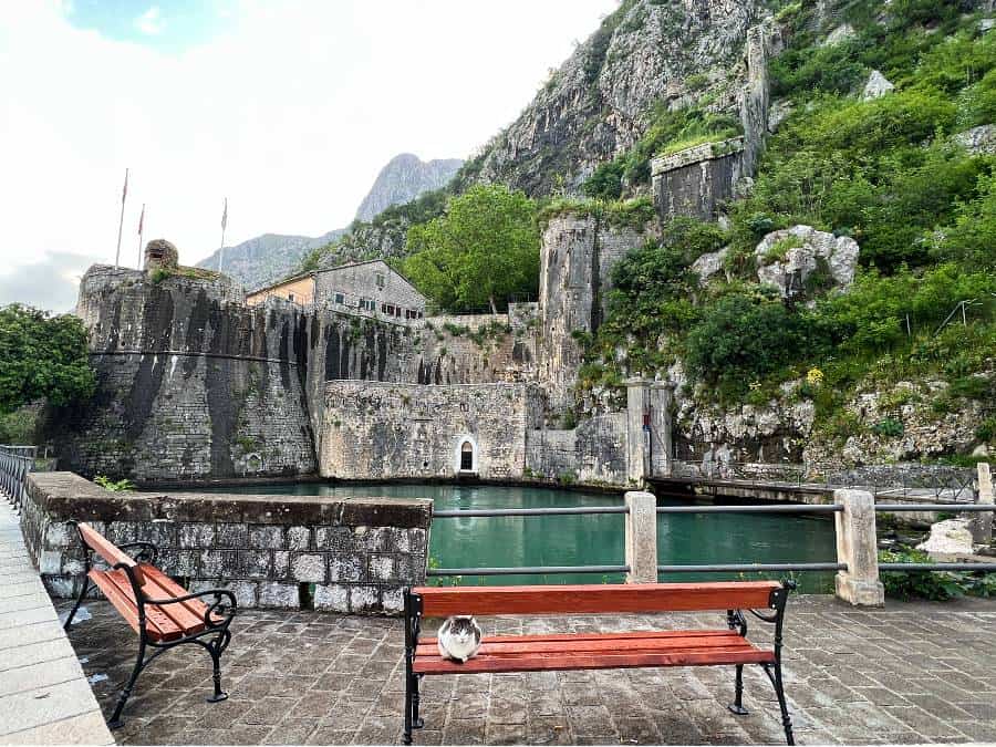 cat sitting on a bench outside the old town of Kotor