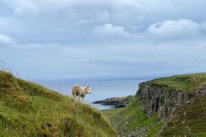 sheep near brothers point
