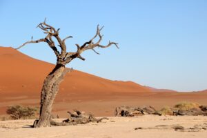 a leafless tree with an orange'red dand dune in the background.